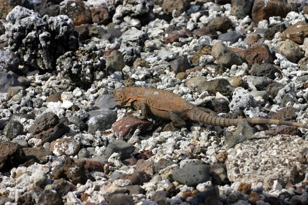 Big Lizard